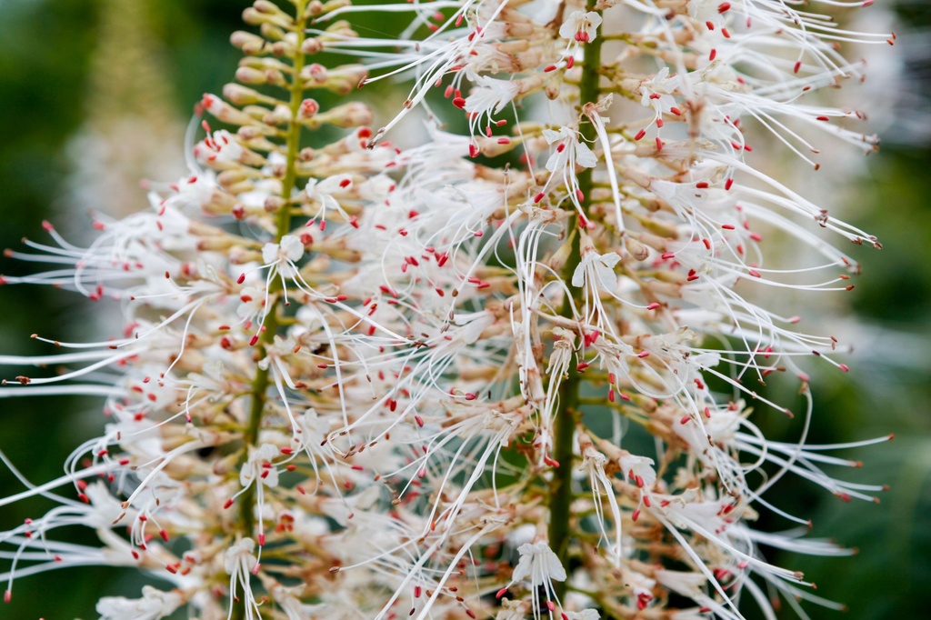 Aesculus parviflora cont. 3,6L 40/+ cm +B