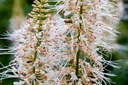 Aesculus parviflora cont. 3,6L 40/+ cm +ф