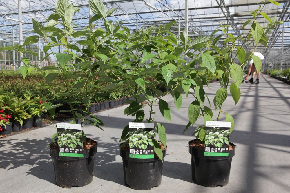 [P] Cornus controversa cont. 3,6L 40-50 cm +B