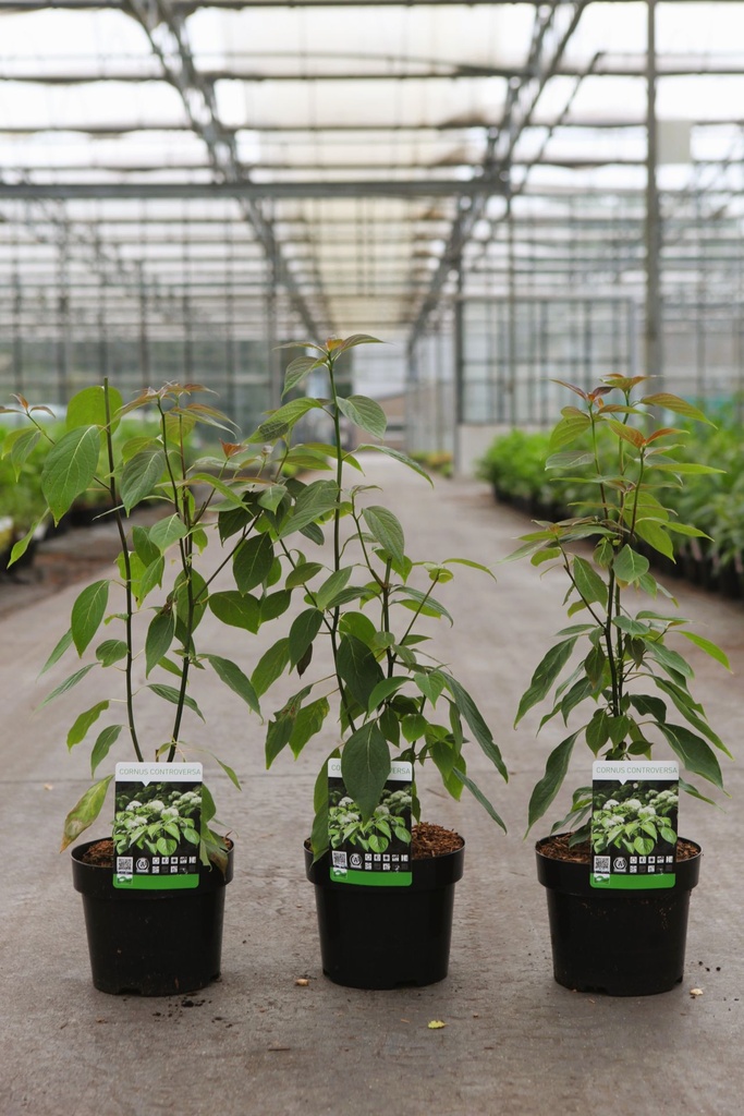 Cornus controversa cont. 3,6L 40-50 cm +p