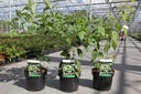 Cornus controversa cont. 3,6L 40-50 cm +f