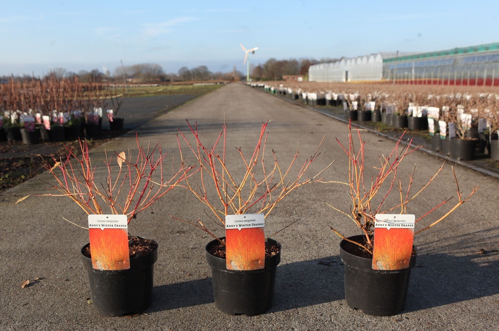 Cornus sanguinea 'Anny's Winter Orange' cont. 3,6L 40-50 cm +f