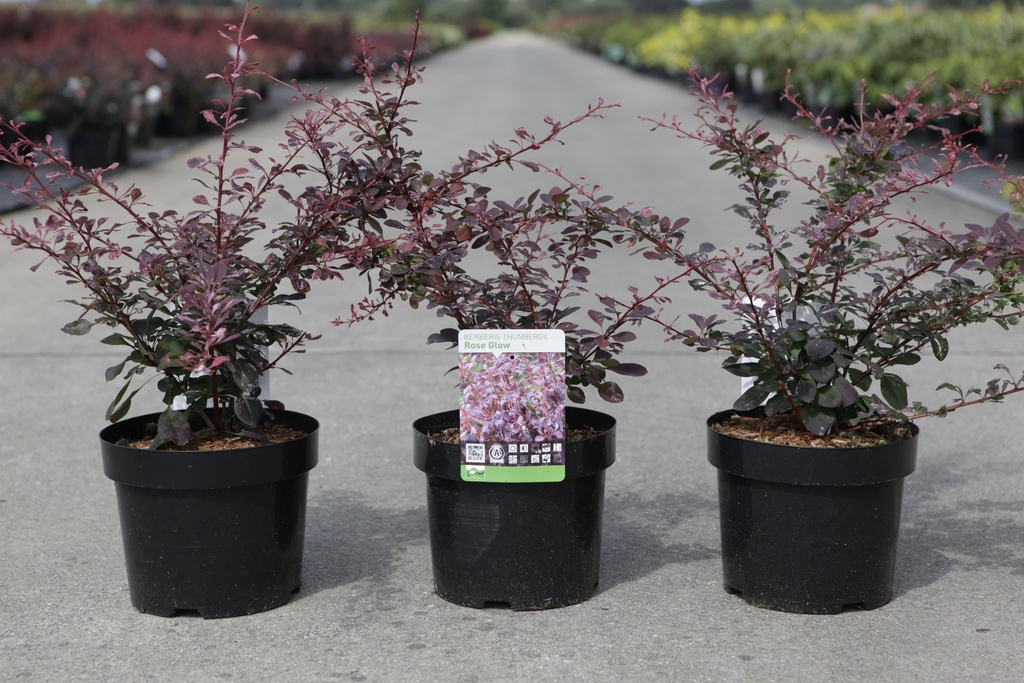 Berberis thunbergii 'Rose Glow' cont. 3,6L 40-50 cm +B