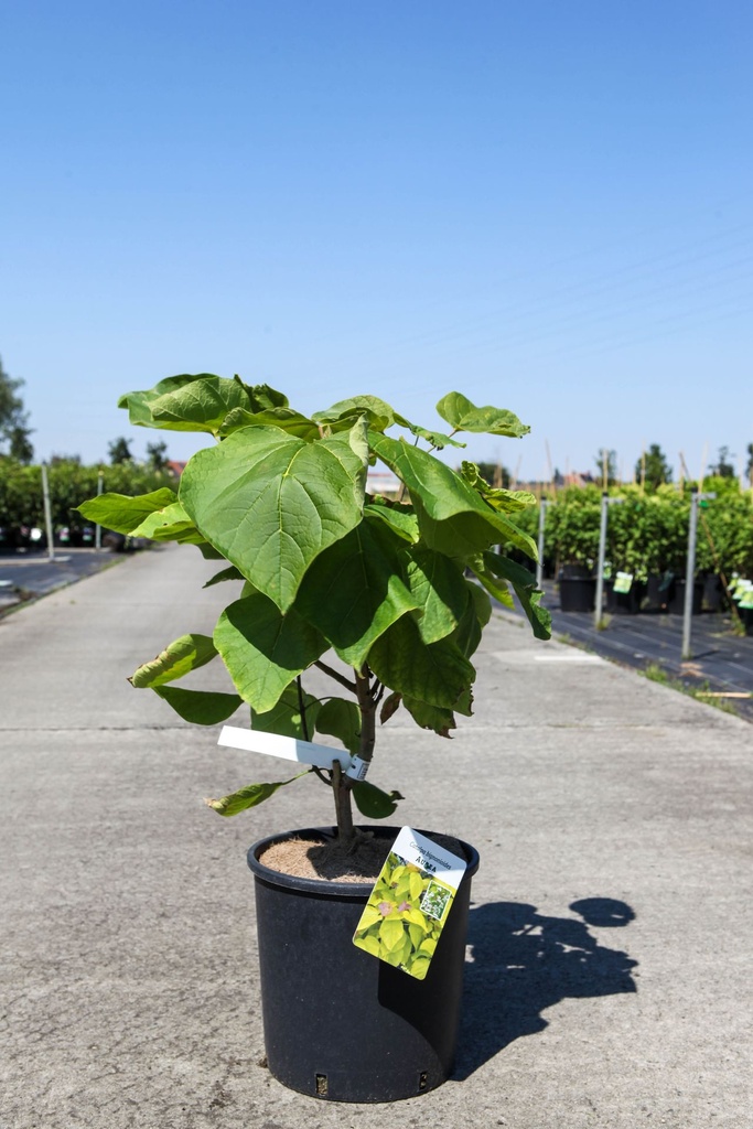 Catalpa bignonioides 'Aurea' cont. 12L 80-100 cm +ф