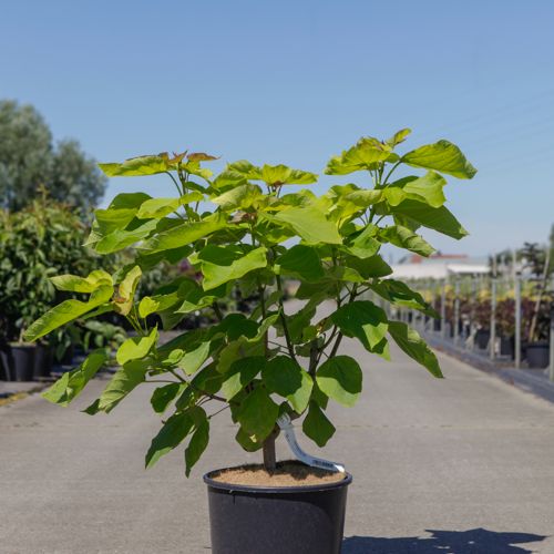 Catalpa bignonioides 'Aurea' cont. 12L 80-100 cm +B