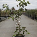 Cornus mas 'Schönbrunner Gourmet Dirndl' cont. 7,5L 80-100 cm +ф
