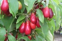Cornus mas 'Schönbrunner Gourmet Dirndl' cont. 7,5L 80-100 cm +ф
