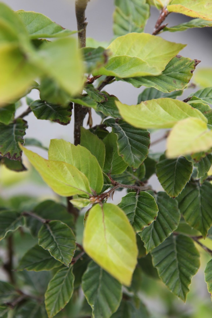 [P] Fagus sylvatica cont. 5L 100-125 cm