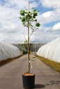 Liriodendron tulipifera 'Aureomarginatum' cont. 15L 150/+ cm +ф