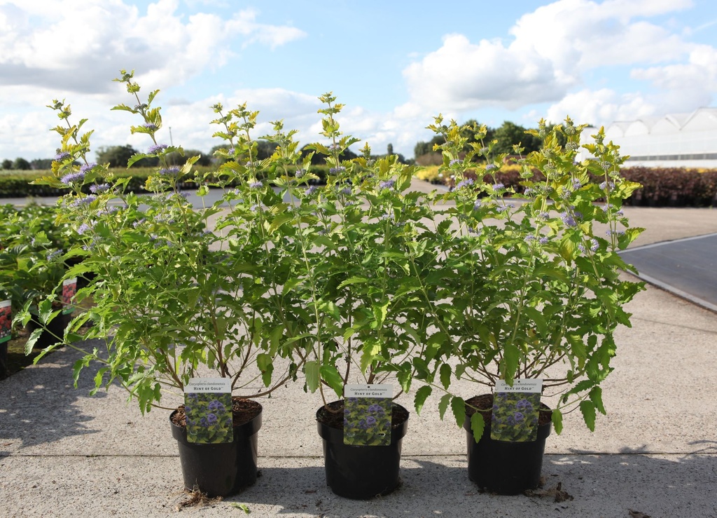 Caryopteris clandonensis HINT OF GOLD (PBR) cont. 3,6L 30-40 cm +B