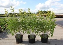 Caryopteris clandonensis HINT OF GOLD (PBR) cont. 3,6L 30-40 cm +B