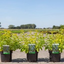 Caryopteris clandonensis HINT OF GOLD (PBR) cont. 3,6L 30-40 cm +p