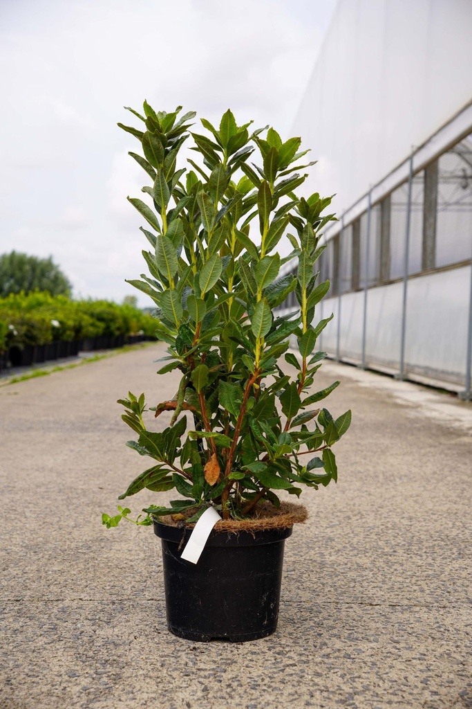 [P] Rhododendron (AK) 'Persil' cont. 5L 40-50 cm +f