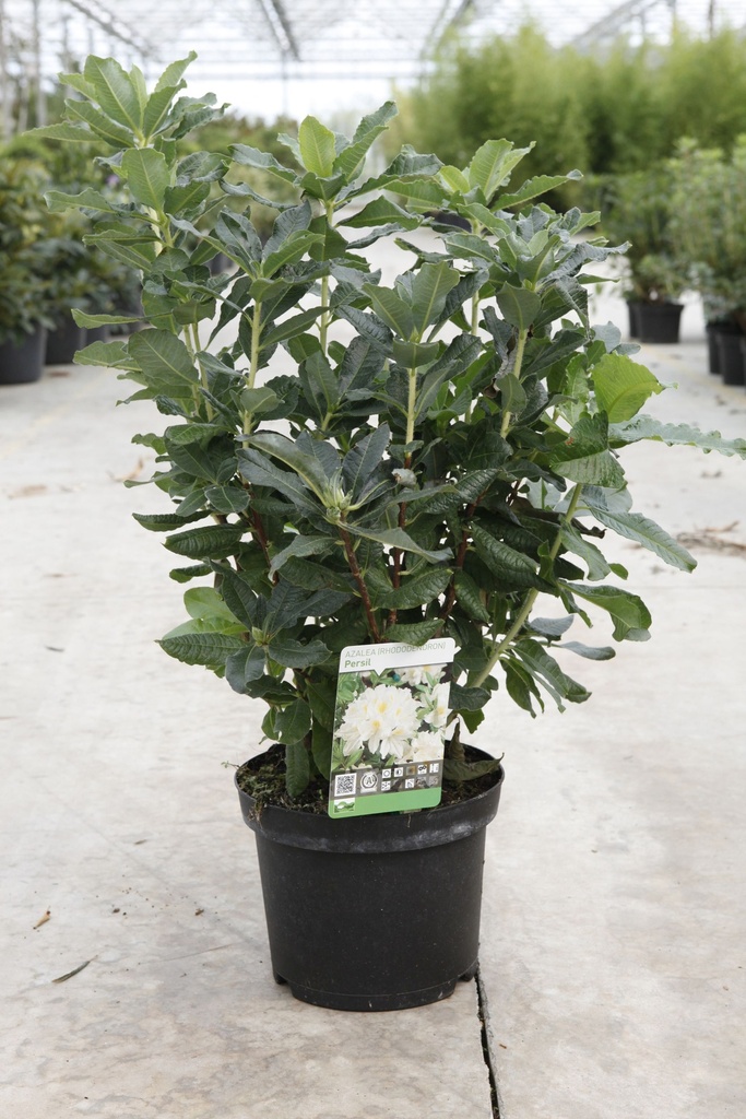 [P] Rhododendron (AK) 'Persil' cont. 5L 40-50 cm +p