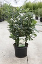 Rhododendron (AK) 'Persil' cont. 5L 40-50 cm +ф