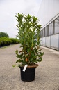 Rhododendron (AK) 'Persil' vaso 5L 40-50 cm +f