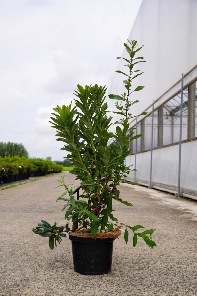 [P] Rhododendron (AK) 'Satan' cont. 5L 40-50 cm (rood) +f