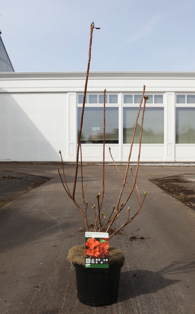 [P] Rhododendron (AK) 'Satan' cont. 5L 40-50 cm (rot) +B