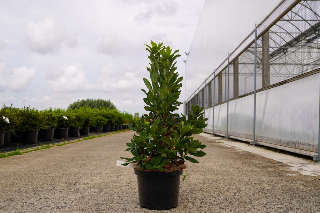 [P] Rhododendron (AK) 'Persil' cont. 18L 80-100 cm +ф