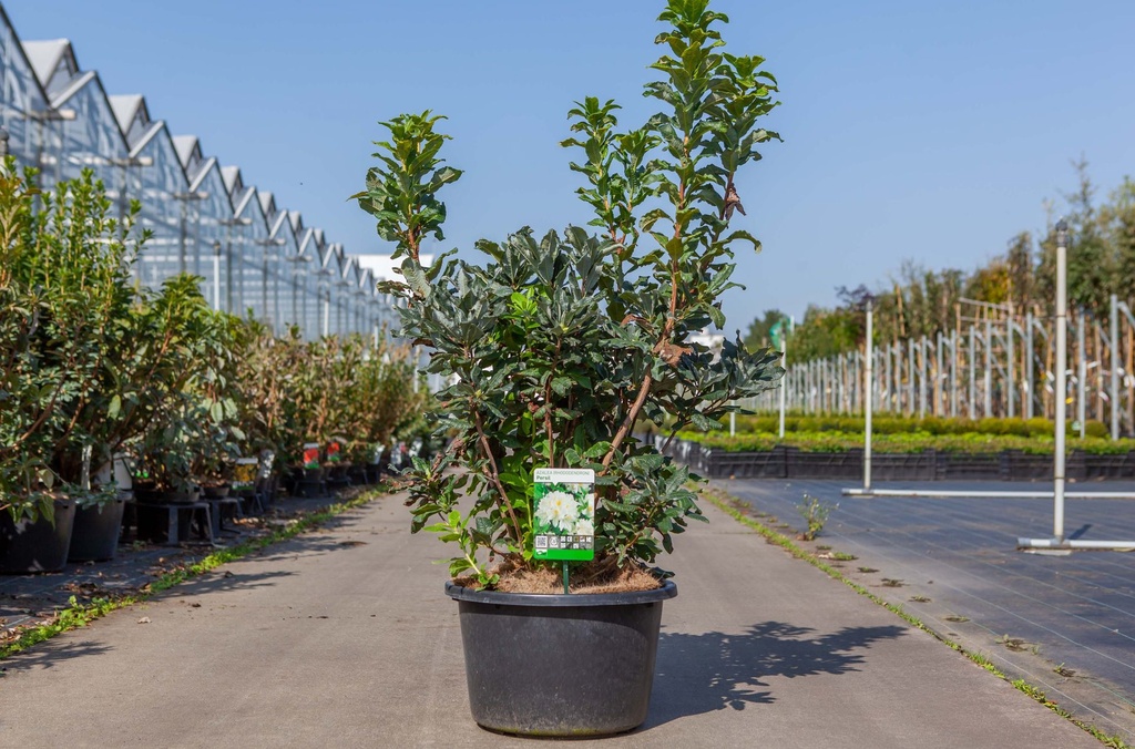 [P] Rhododendron (AK) 'Persil' cont. 18L 80-100 cm +B