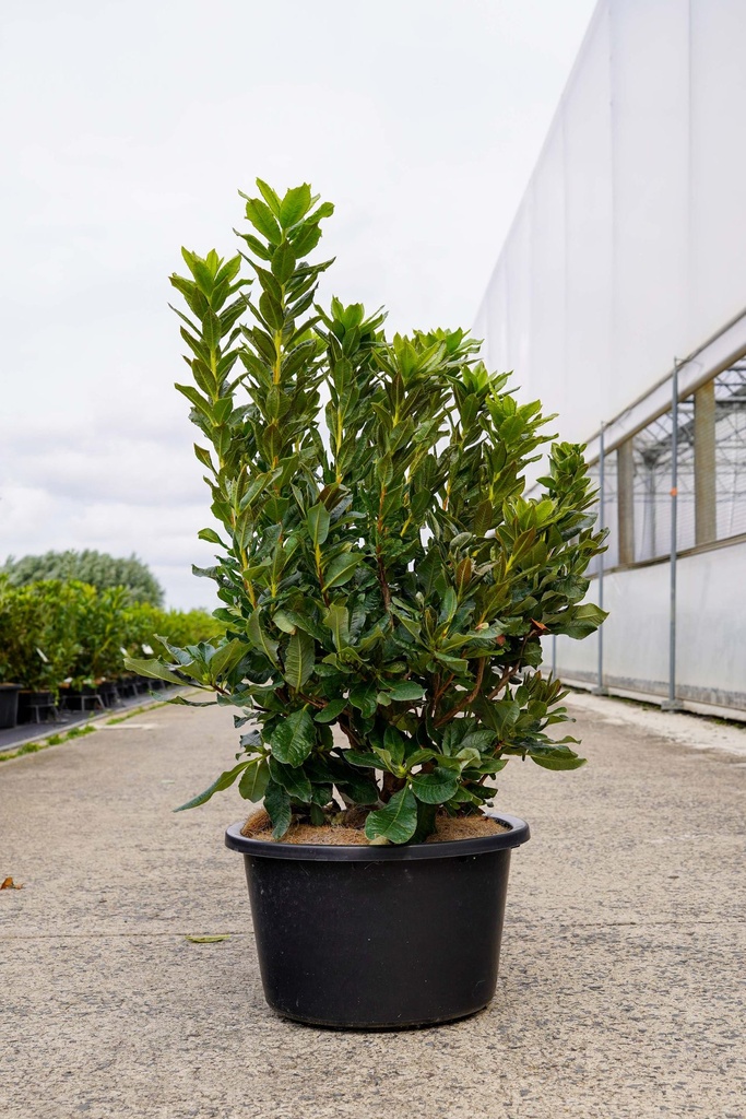 [P] Rhododendron (AK) 'Persil' cont. 18L 80-100 cm +f
