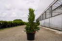Rhododendron (AK) 'Persil' cont. 18L 80-100 cm +f
