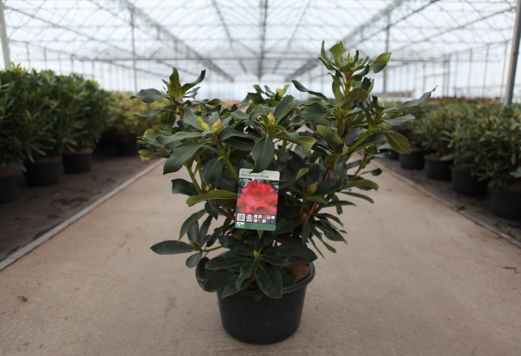 Rhododendron 'Markeeta's Prize' cont. 18L 80/+ cm +f