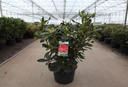Rhododendron 'Markeeta's Prize' cont. 18L 80/+ cm +p
