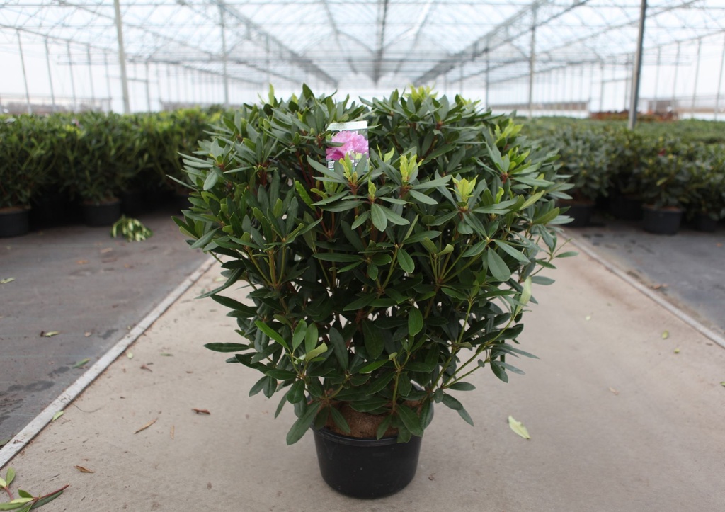 Rhododendron ponticum cont. 18L 80-100 cm +f