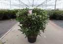 Rhododendron ponticum cont. 18L 80-100 cm +ф