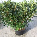 Rhododendron ponticum cont. 18L 80-100 cm +p