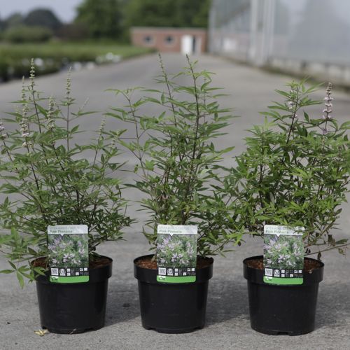 Vitex agnus-castus 'Pink Pinnacle' cont. 3,6L 30-40 cm +p
