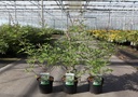 Vitex agnus-castus 'Pink Pinnacle' cont. 3,6L 30-40 cm +f