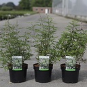 Vitex agnus-castus 'Pink Pinnacle' cont. 3,6L 30-40 cm +p