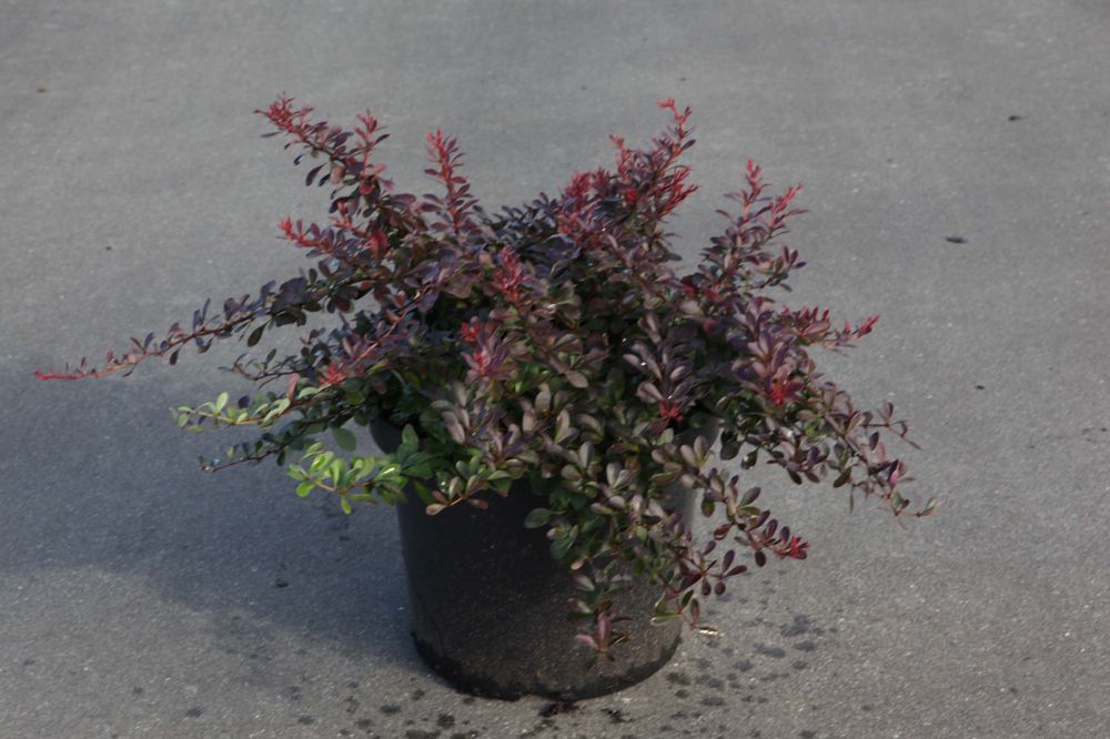 Berberis thunbergii 'Cabernet®' FIRST EDITIONS® cont. 10L deco 40/+ cm +f
