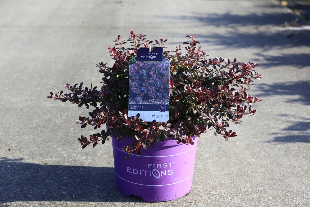 [P] Berberis thunbergii First Editions® 'Cabernet®' cont. 10L deco 40/+ cm +B