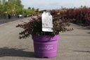 Berberis thunbergii First Editions® 'Cabernet®' cont. 10L deco 40/+ cm +ф