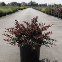 Berberis thunbergii First Editions® 'Cabernet®' cont. 10L deco 40/+ cm +B