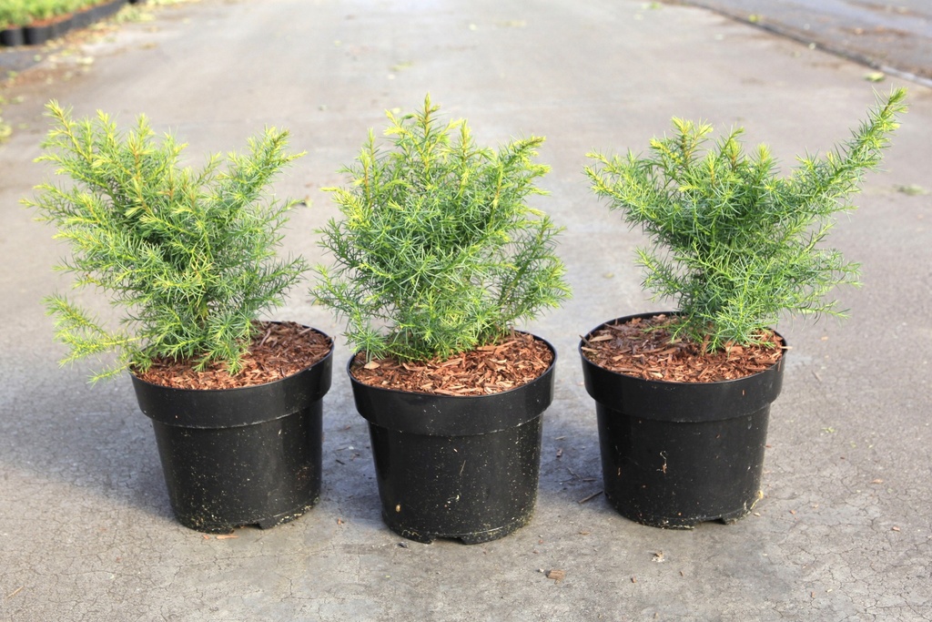 [P] Cryptomeria japonica 'Elegans Viridis' cont. 3L 30-40 cm +ф