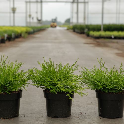[P] Chamaecyparis obtusa 'Kamarachiba' cont. 3L 20-25 cm +B