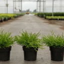 Chamaecyparis obtusa 'Kamarachiba' cont. 3L 20-25 cm +ф