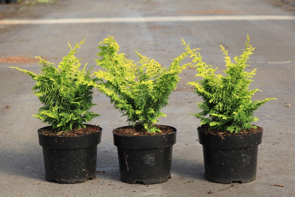 [P] Chamaecyparis obtusa 'Fernspray Gold' cont. 2L 20-25 cm +f