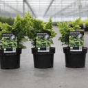 Chamaecyparis obtusa 'Fernspray Gold' cont. 2L 20-25 cm +p