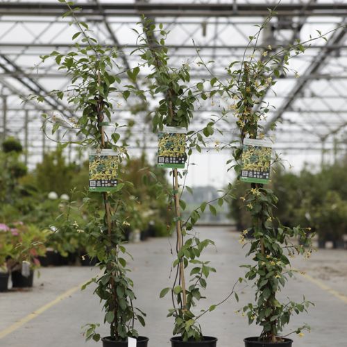 [P] Trachelospermum jasminoides 'Star of Toscane' cont. 3L high 80-100 cm +p