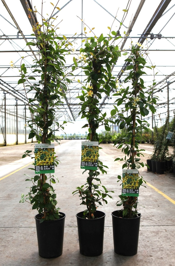 [P] Trachelospermum jasminoides 'Star of Toscane' cont. 3L hoch 80-100 cm +B