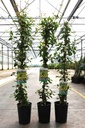 Trachelospermum jasminoides 'Star of Toscane' cont. 3L high 80-100 cm +ф
