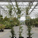 Trachelospermum jasminoides 'Star of Toscane' cont. 3L high 80-100 cm +ф