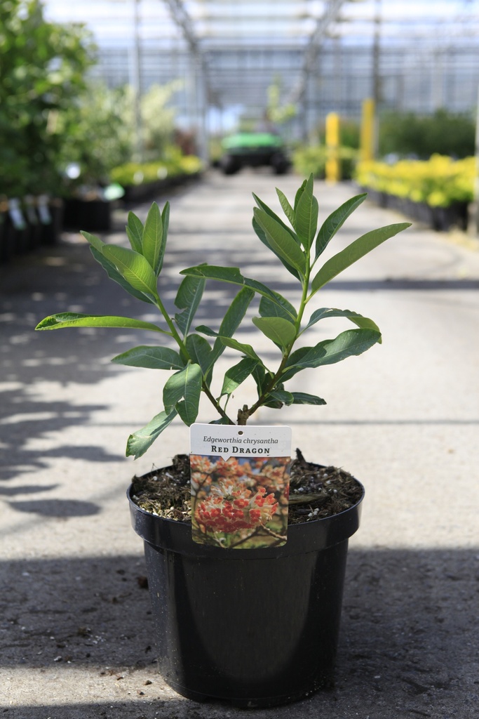 [P] Edgeworthia chrysantha 'Red Dragon' cont. 7,5L 40-50 cm +p