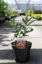 Edgeworthia chrysantha 'Red Dragon' cont. 7,5L 40-50 cm +ф