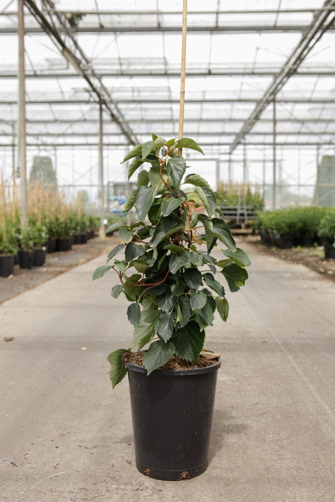 Schizophragma hydrangeoides 'Rose Sensation®' cont. 7L hoog 80/+ cm +f